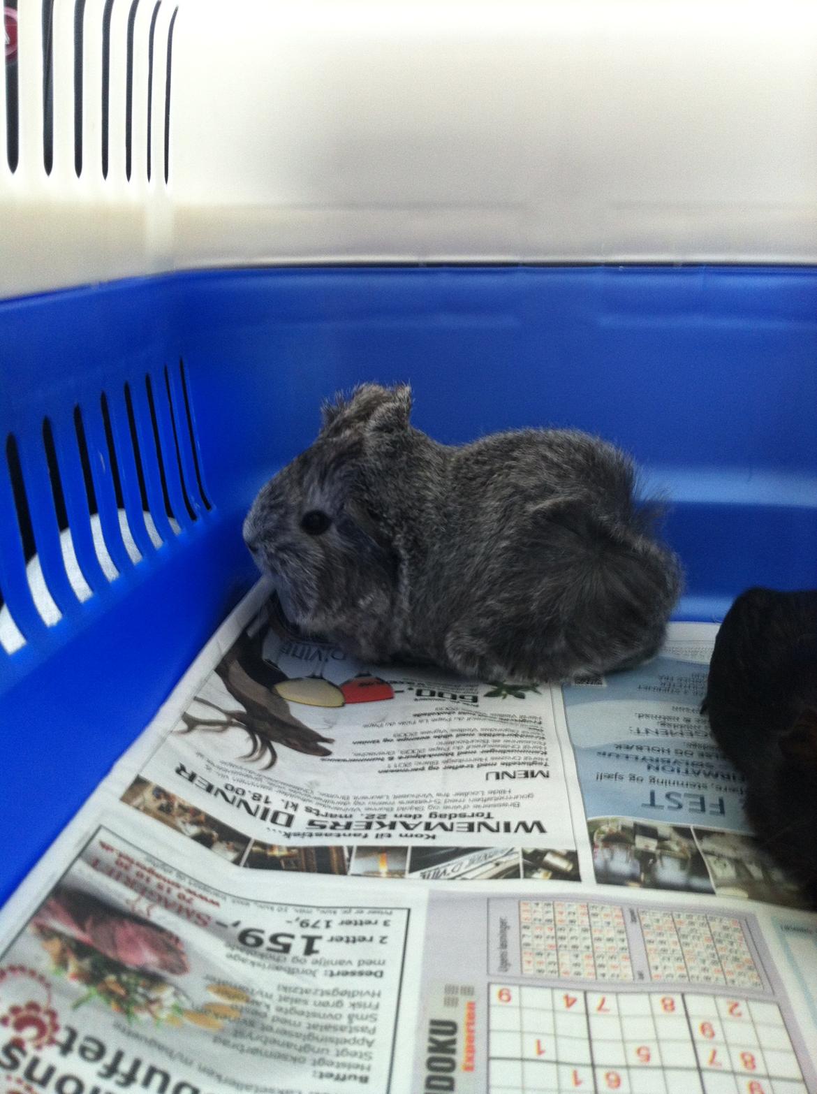 Marsvin Morias Dreams Come True - Baby Dream  | Foto: Mig billede 2