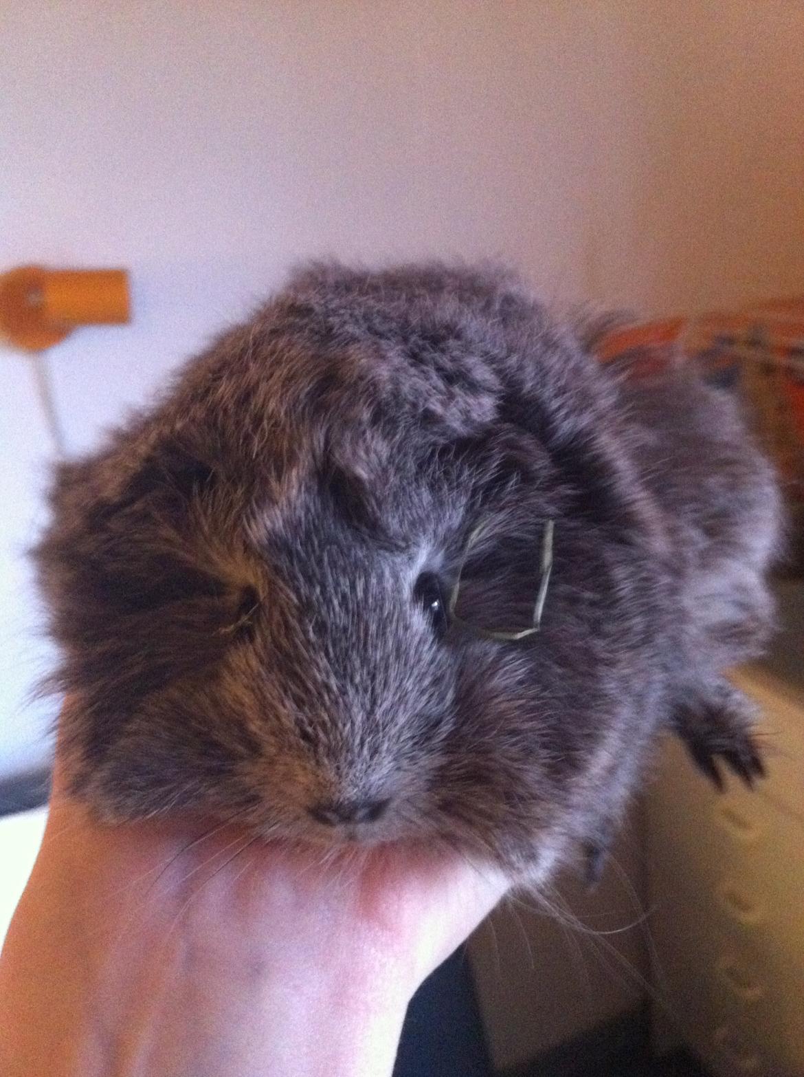 Marsvin Morias Dreams Come True - Det var dengang | Foto: Mig billede 3