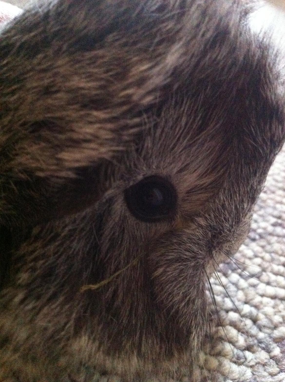 Marsvin Morias Dreams Come True - Søde Dream | Foto: Mig billede 4