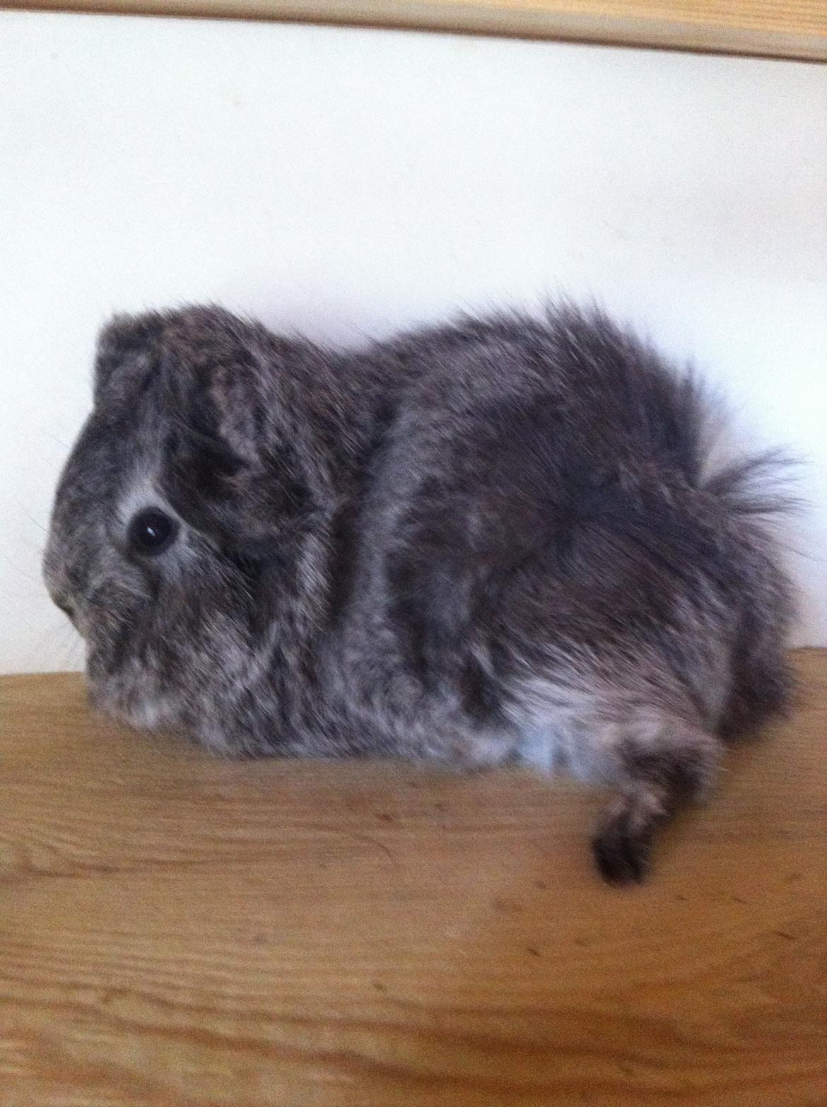 Marsvin Morias Dreams Come True - Der havde hun ikke særlig meget pels | Foto: Mig billede 5