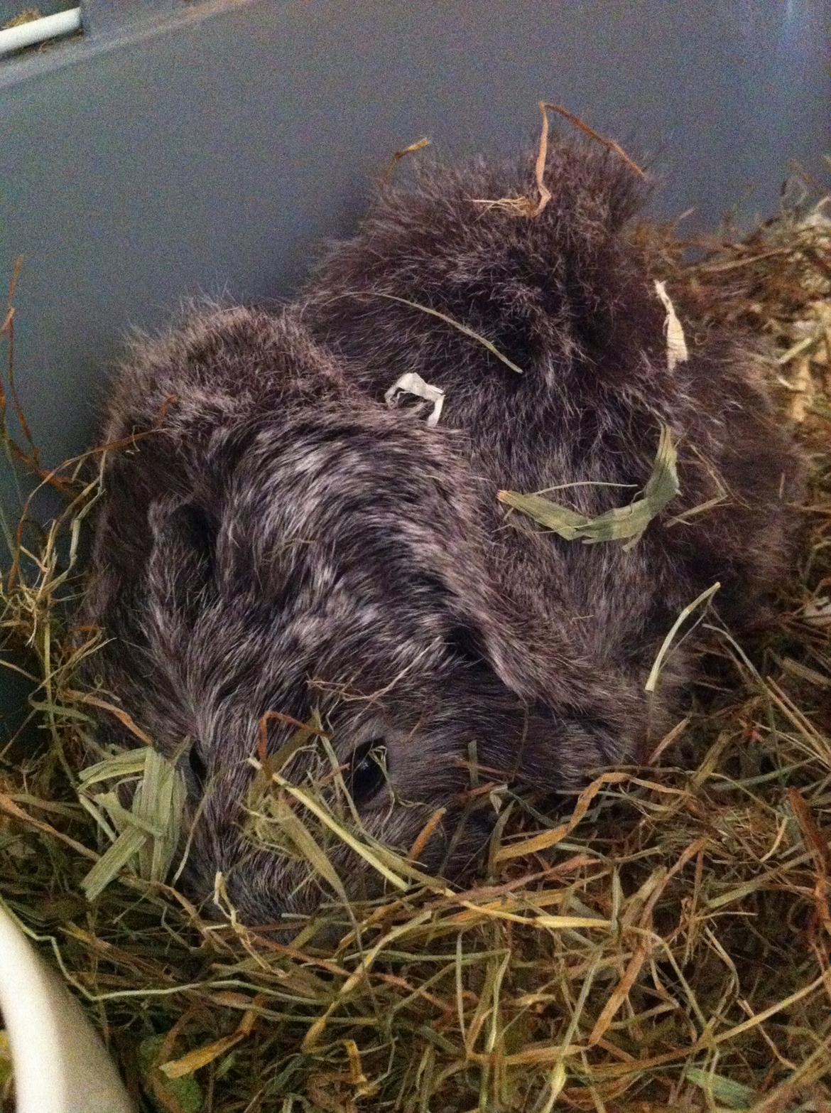 Marsvin Morias Dreams Come True - Putter i høet | Foto: Mig billede 6