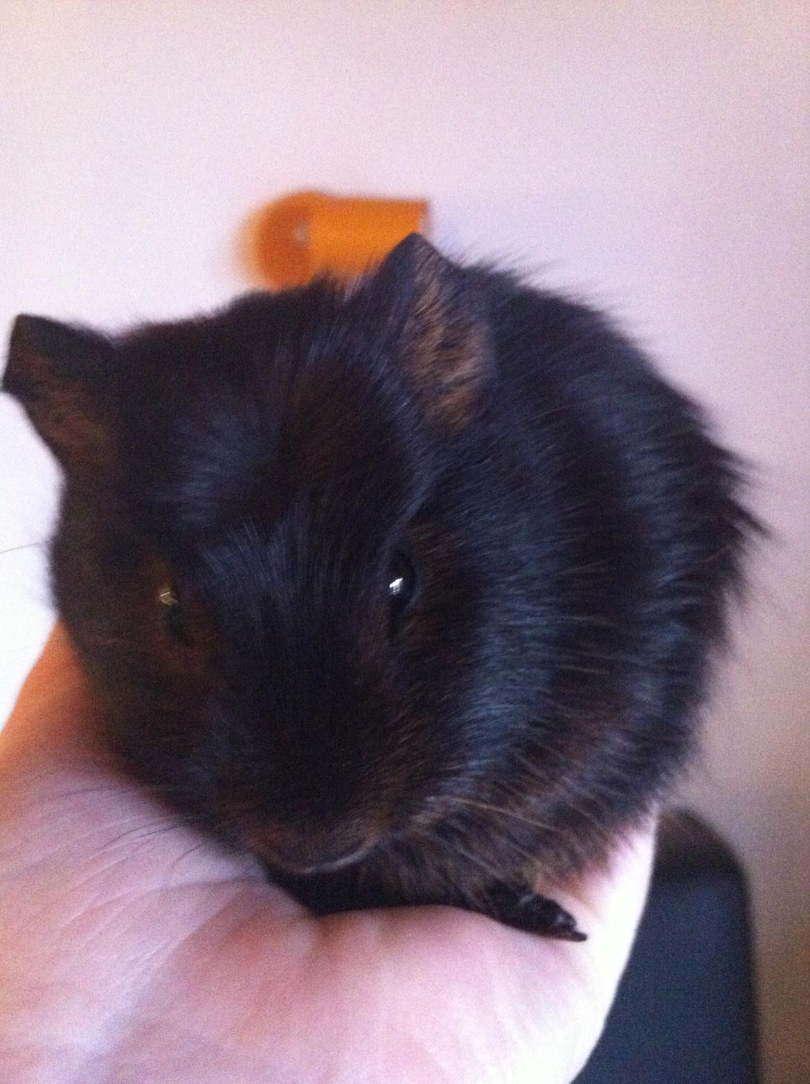 Marsvin Morias Cavatina - Baby Cavatina | Foto: Mig billede 2