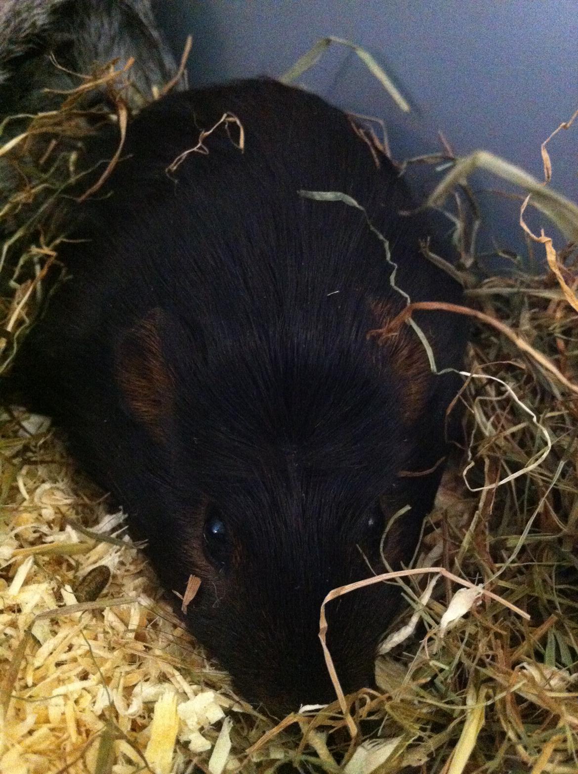 Marsvin Morias Cavatina - Hygger sig i høet | Foto: Mig billede 3