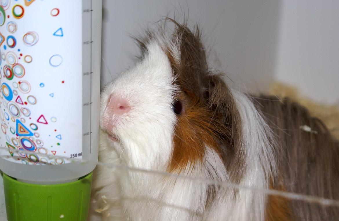 Marsvin Oxford Vom Rosengarten (Peruaner) billede 3