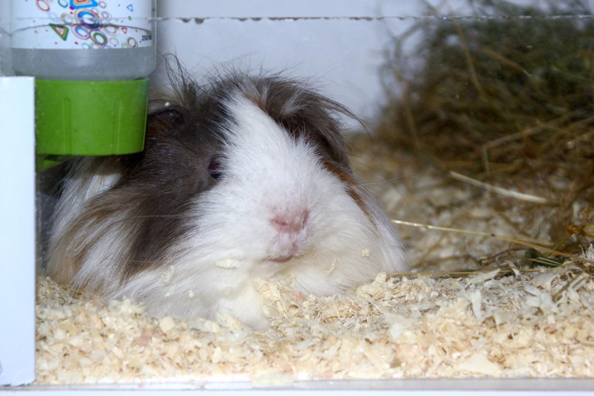 Marsvin Oxford Vom Rosengarten (Peruaner) billede 4