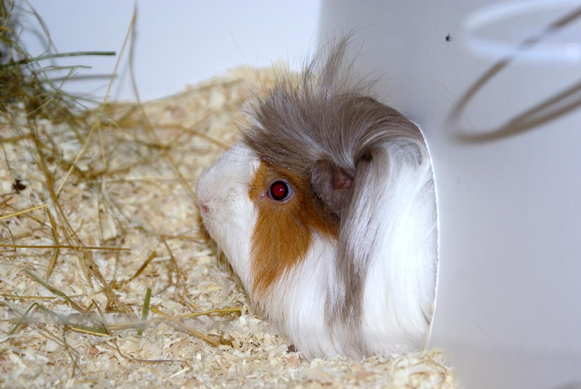 Marsvin Oxford Vom Rosengarten (Peruaner) billede 5