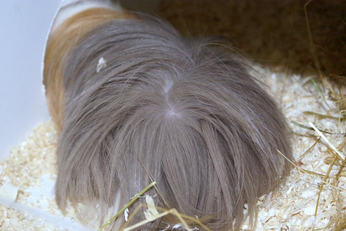 Marsvin Oxford Vom Rosengarten (Peruaner) billede 6