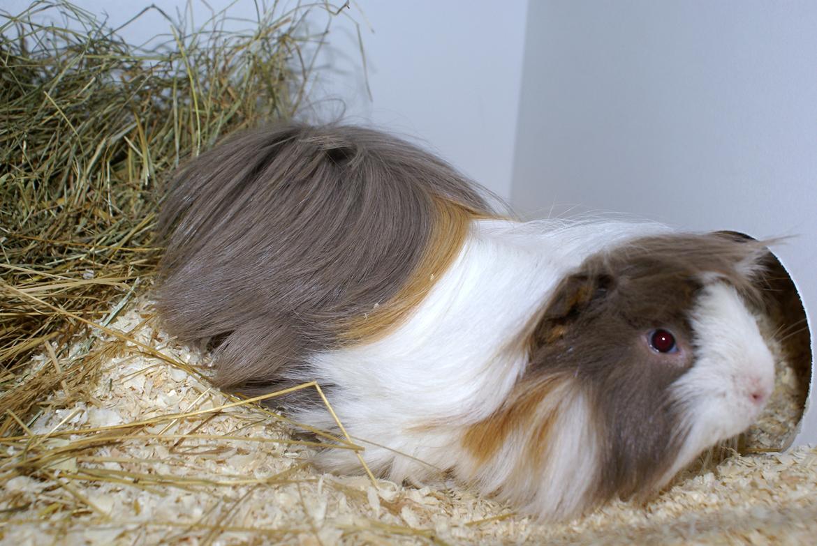 Marsvin Oxford Vom Rosengarten (Peruaner) billede 7