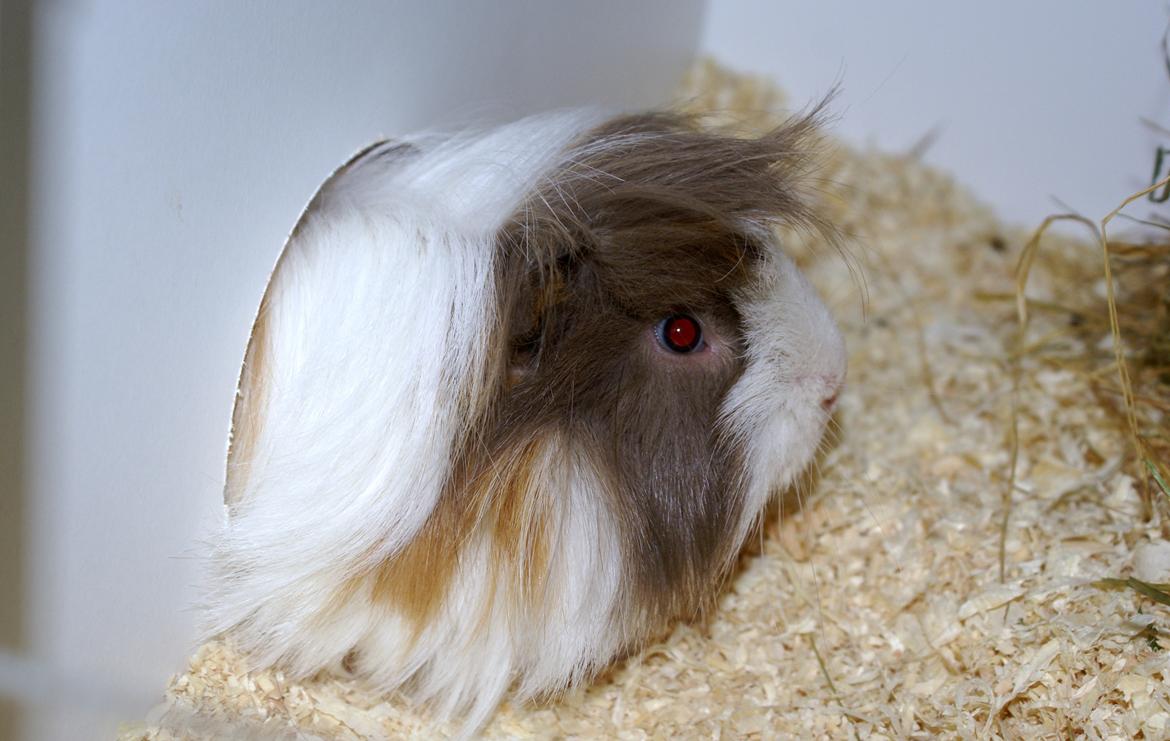 Marsvin Oxford Vom Rosengarten (Peruaner) billede 8