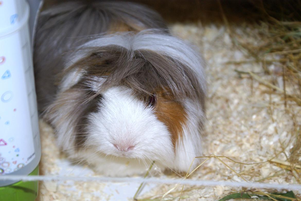 Marsvin Oxford Vom Rosengarten (Peruaner) billede 9