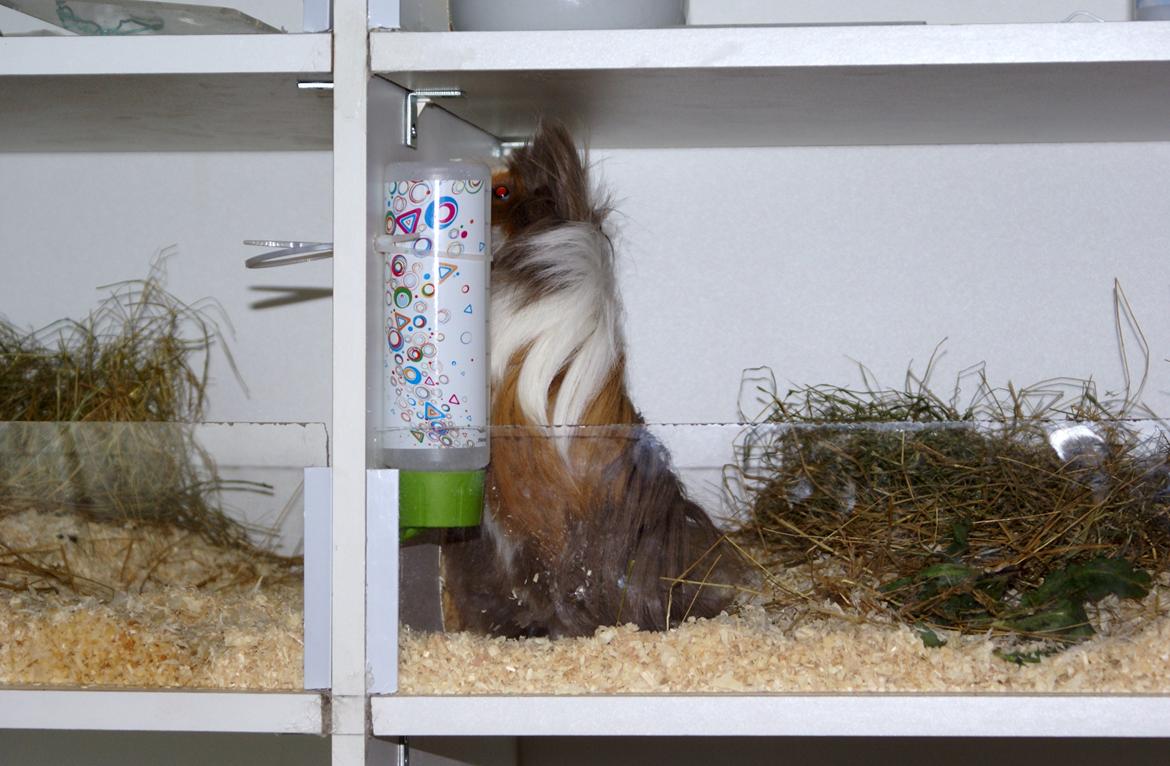 Marsvin Oxford Vom Rosengarten (Peruaner) billede 10