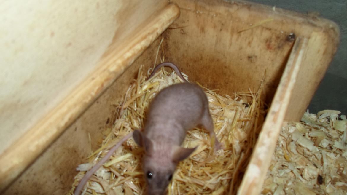 Mus skinnyb billede 1