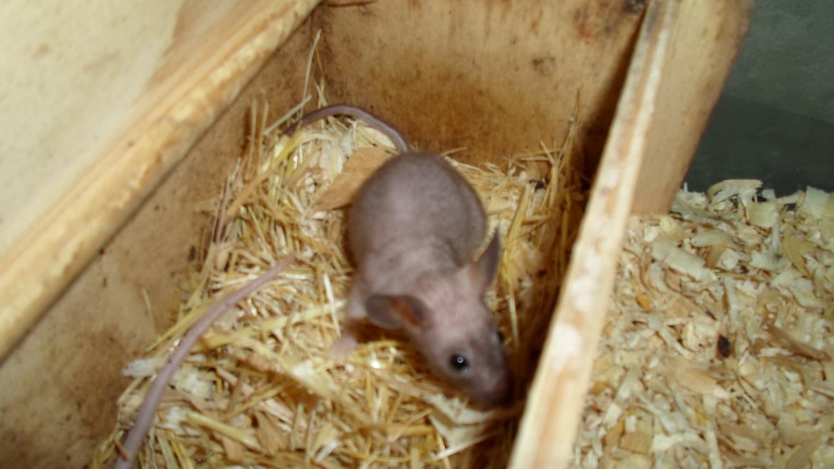 Mus skinnyb billede 2