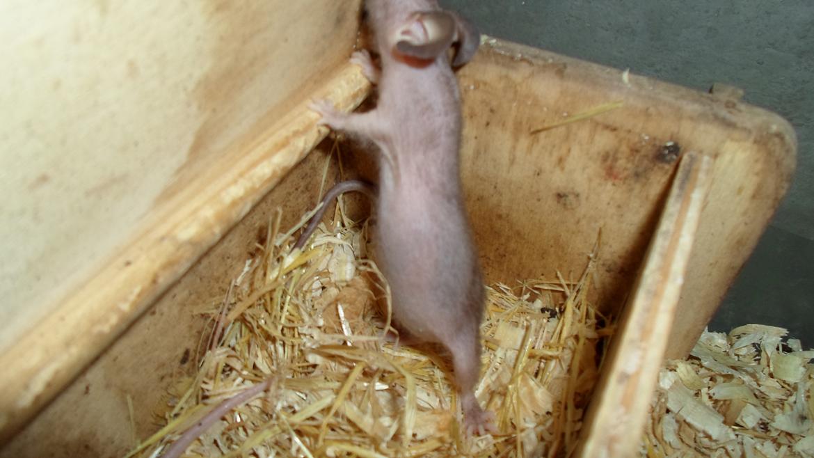 Mus skinnyb billede 3