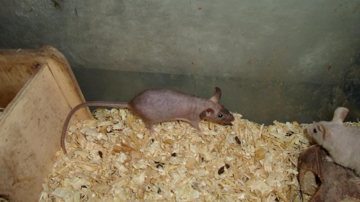 Mus skinnyb billede 4