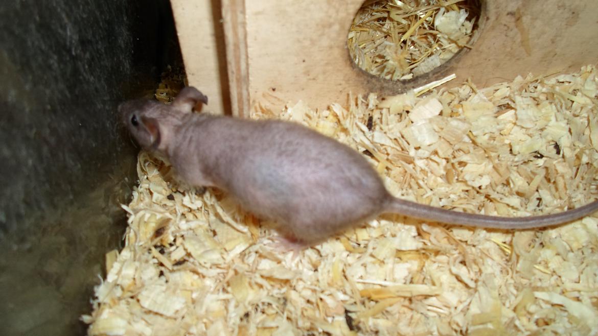 Mus skinnyb billede 5