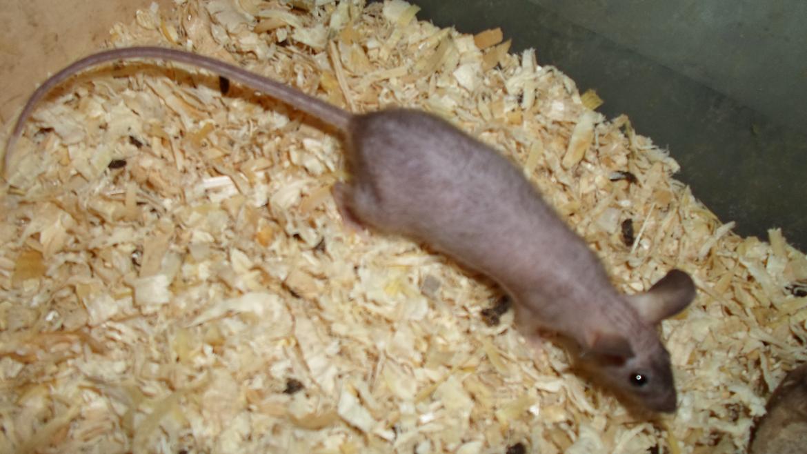 Mus skinnyb billede 6