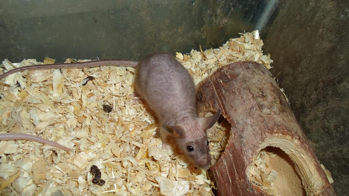 Mus skinnyb billede 7