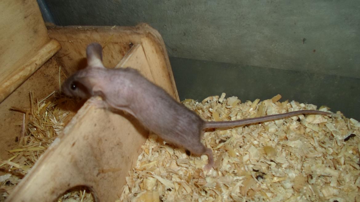 Mus skinnyb billede 8