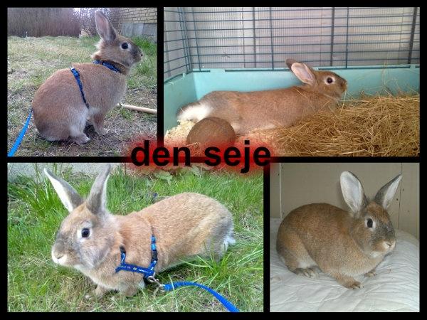 Kanin malibu | blanding billede 2