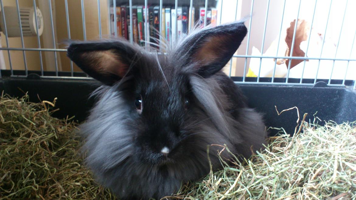 Kanin Black Beauty solgt til en veninde  billede 1