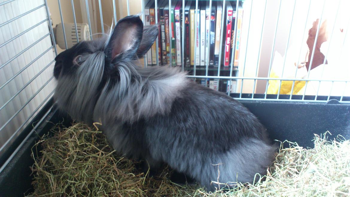 Kanin Black Beauty solgt til en veninde  billede 2