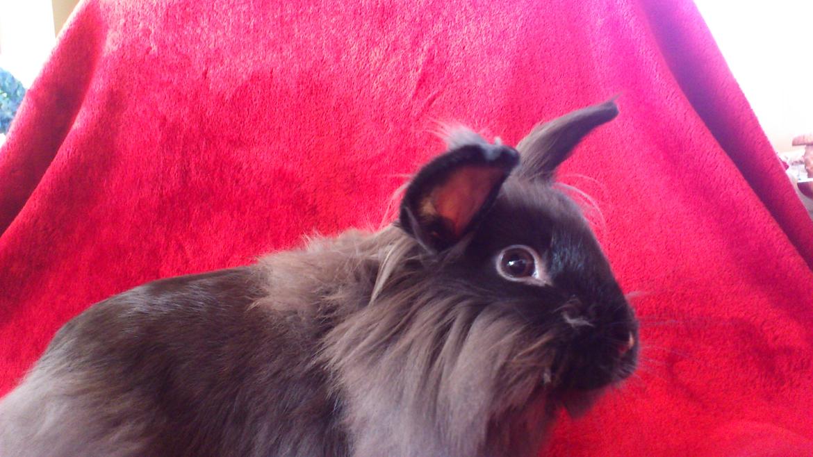 Kanin Black Beauty solgt til en veninde  billede 3