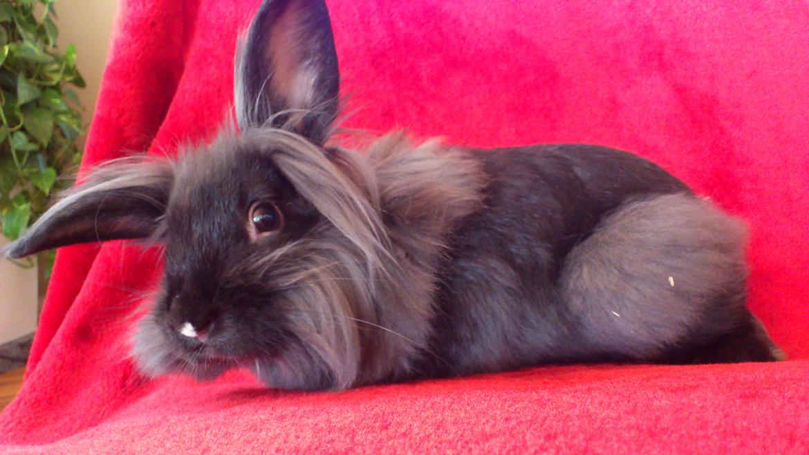 Kanin Black Beauty solgt til en veninde  billede 4