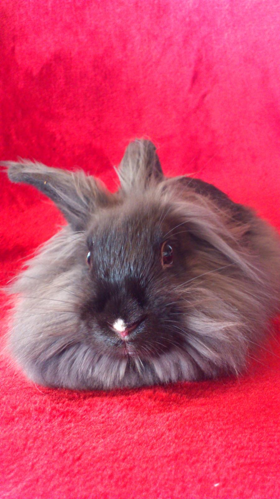 Kanin Black Beauty solgt til en veninde  billede 5