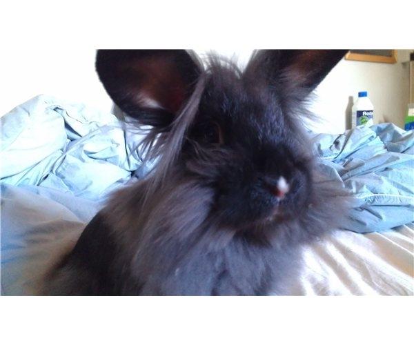 Kanin Black Beauty solgt til en veninde  billede 6