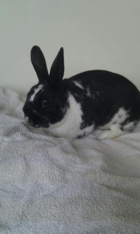 Kanin Star Dust(Dusty)<3<3 billede 15