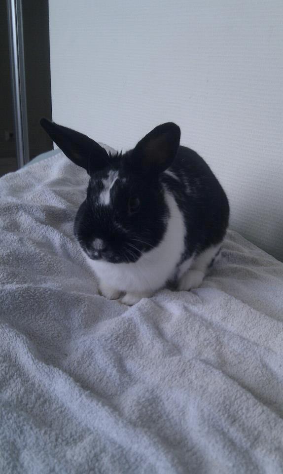 Kanin Star Dust(Dusty)<3<3 - Smukke Dusty<3 billede 5