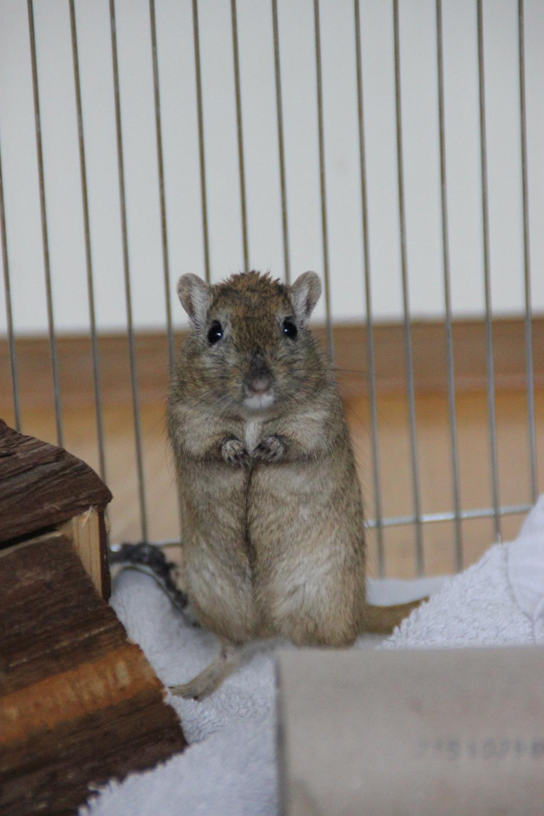 Ørkenrotte Chap billede 14