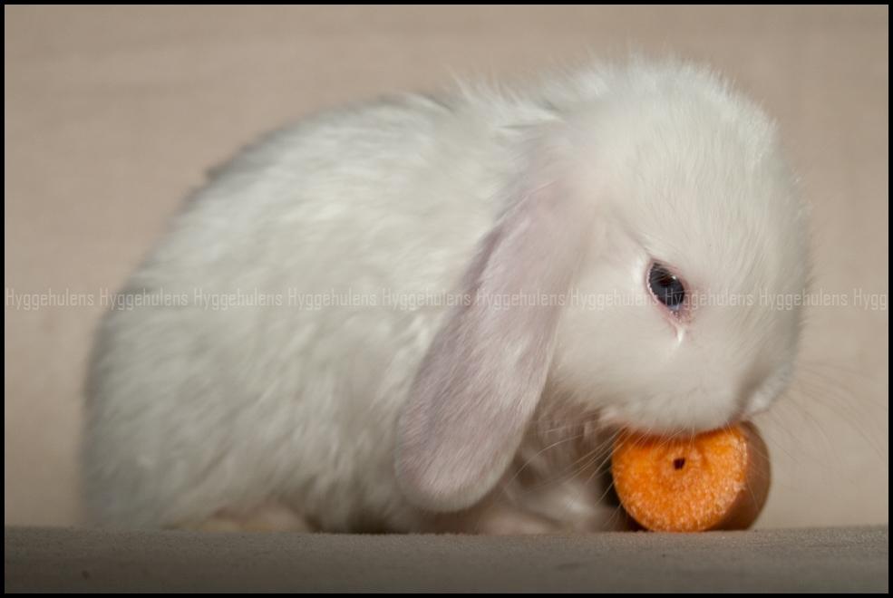 Kanin Hyggehulen's Barbosa billede 7