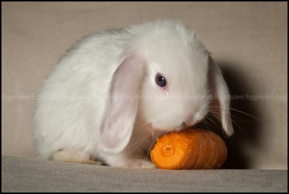 Kanin Hyggehulen's Barbosa billede 6