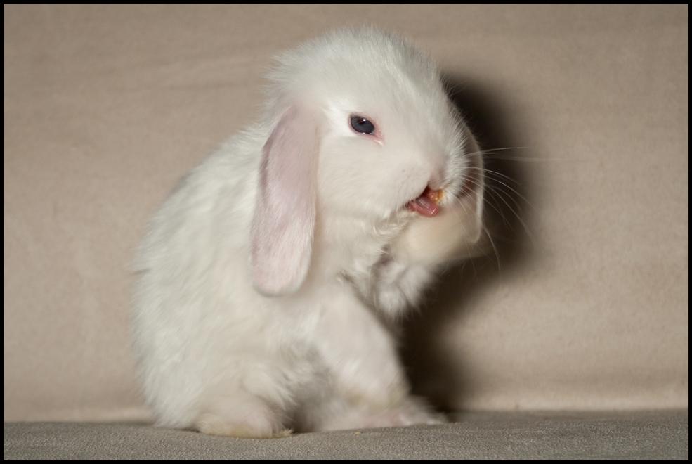 Kanin Hyggehulen's Barbosa billede 3