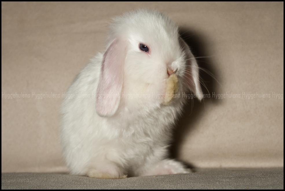 Kanin Hyggehulen's Barbosa billede 5