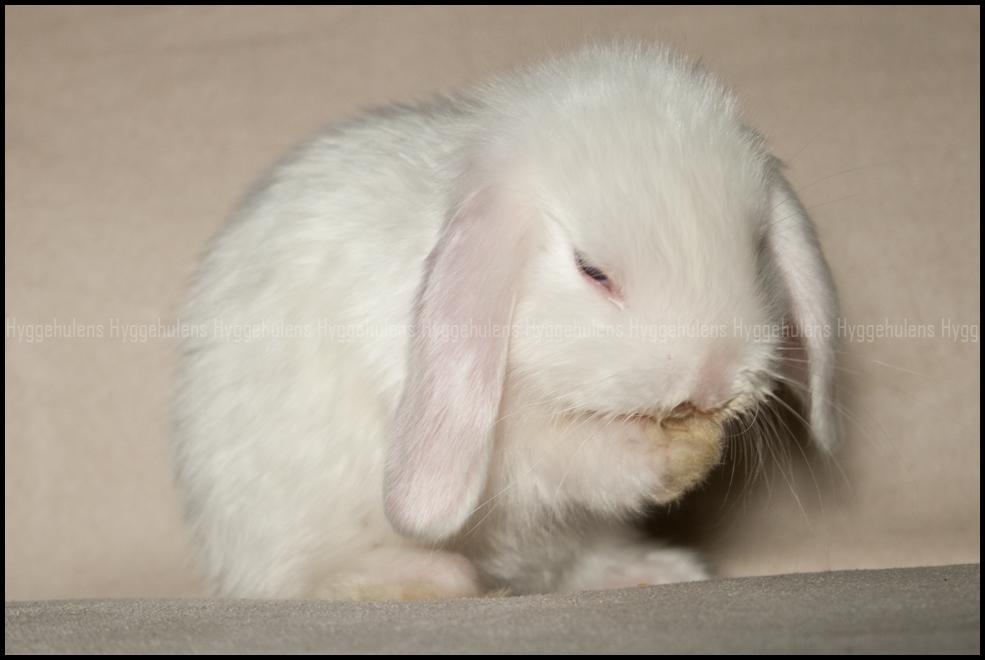 Kanin Hyggehulen's Barbosa billede 4