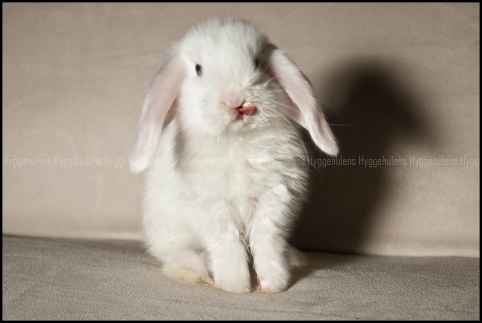 Kanin Hyggehulen's Barbosa billede 2