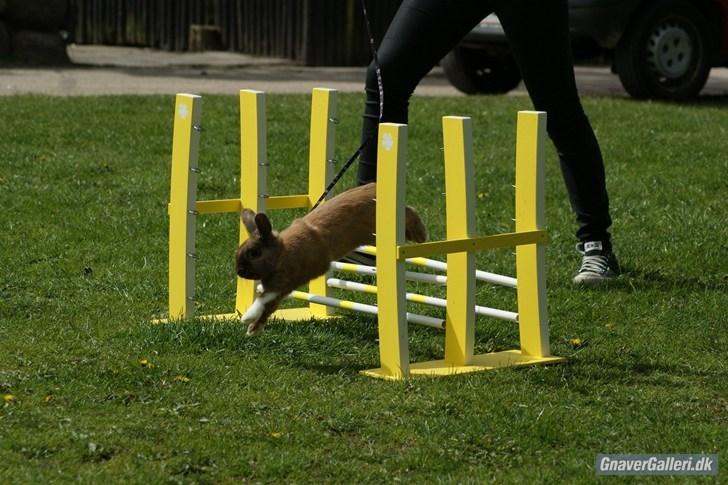 Kanin Staldlyne's Jacob billede 5