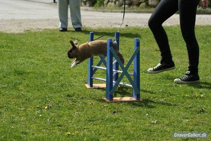 Kanin Staldlyne's Jacob billede 1