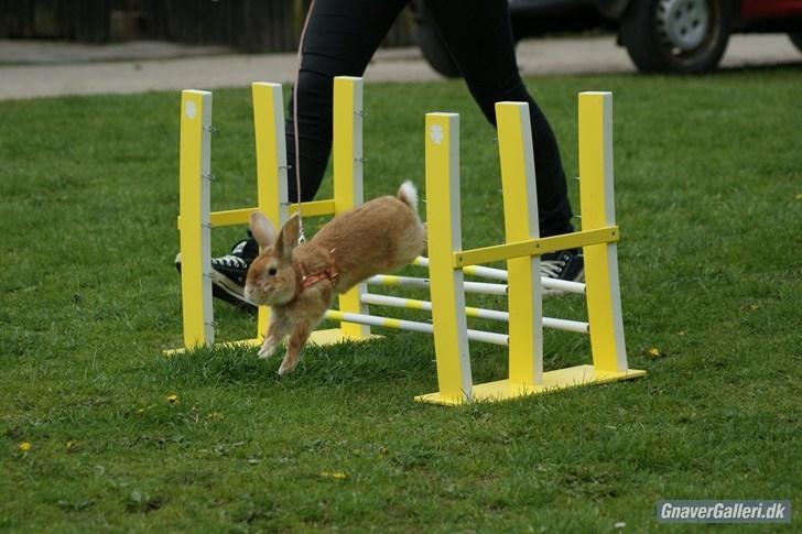 Kanin Shine my Sonny billede 20