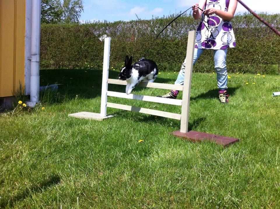 Kanin Star Dust(Dusty)<3<3 - Springe kan han da også!:D billede 4