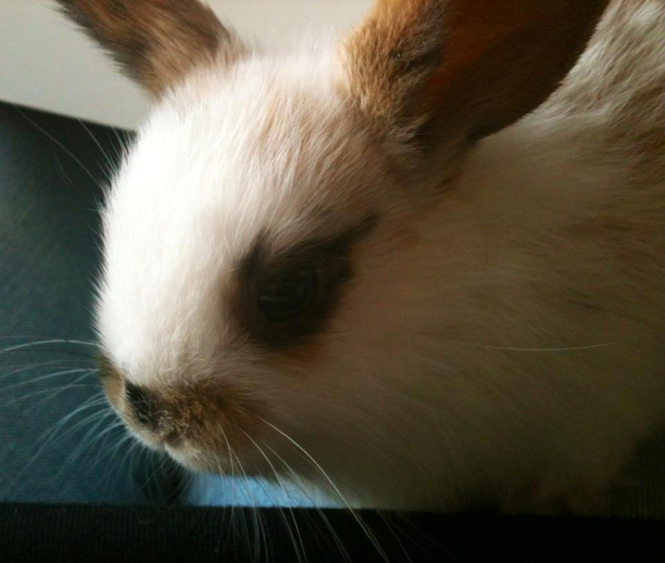 Kanin Chanell Icie Maquella - Lille Nelle, godt 3 uger. billede 1