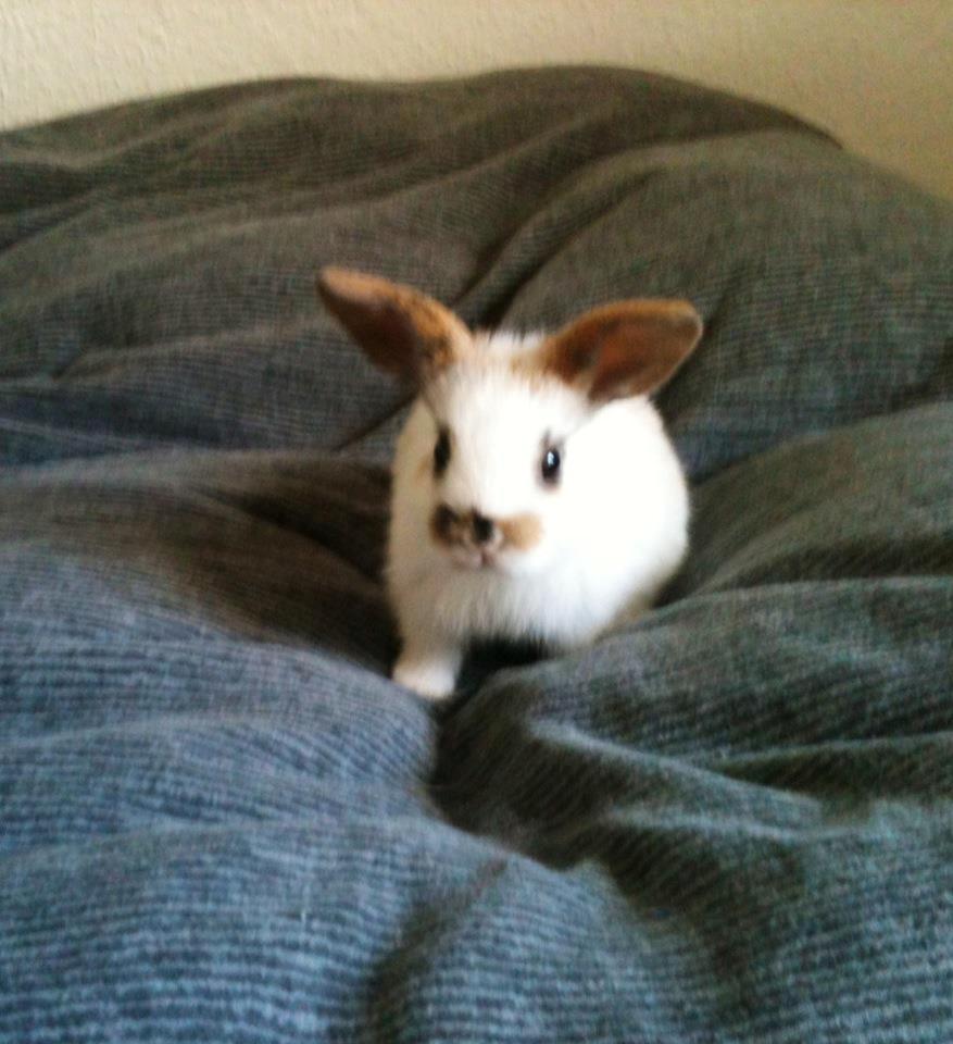 Kanin Chanell Icie Maquella - Chanell M. løber rundt i min dyne, og udforsker om hun kan hoppe ud over sengekanten uden at slå sig.. billede 2