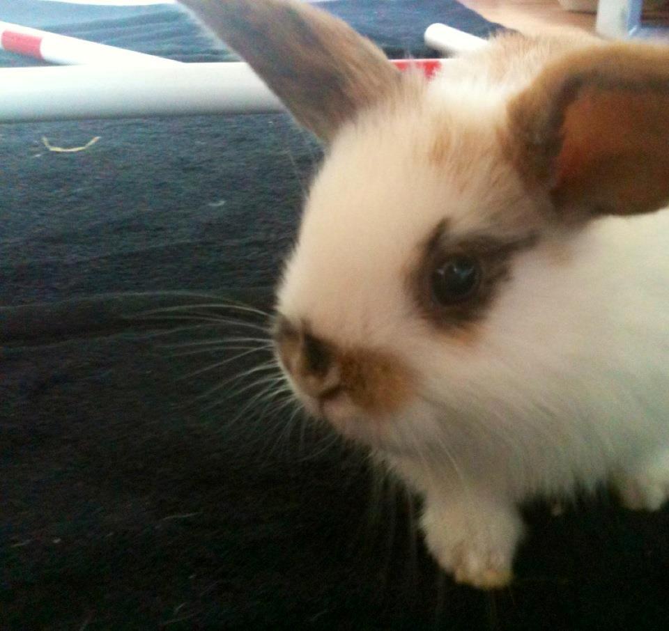 Kanin Chanell Icie Maquella - Nelle lige efter at have været ude og springe. Hun var ikke så gammel, så selvfølgelig sprang hun ikke så højt. billede 3