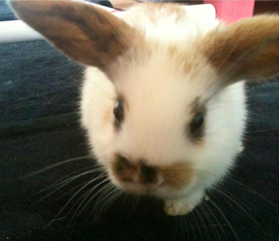 Kanin Chanell Icie Maquella - Og så lige et billede forfra, for at vise hendes smukke snude... billede 4