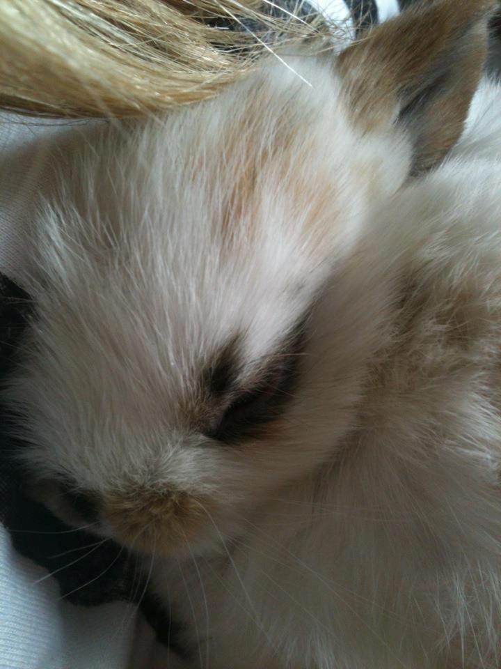 Kanin Chanell Icie Maquella - Chanell kan faktisk også blive træt, ja.. billede 5