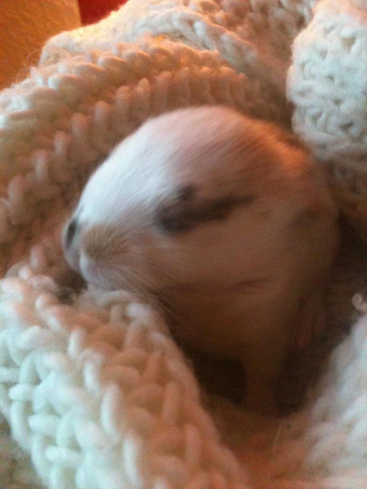 Kanin Chanell Icie Maquella - Da Chanell var et par dage gammel, og endnu ikke vidste at der var en verden udenfor mit halstørklæde..  billede 6