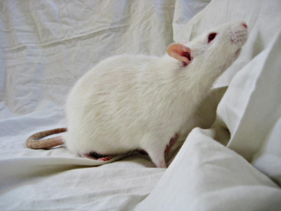 Tamrotte Kahni billede 1